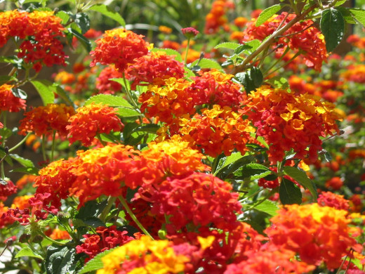 420399 (a): :1600x1200